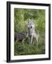 Gray Wolf Adult and Pups, in Captivity, Sandstone, Minnesota, USA-James Hager-Framed Photographic Print