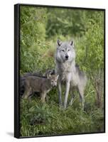 Gray Wolf Adult and Pups, in Captivity, Sandstone, Minnesota, USA-James Hager-Framed Photographic Print