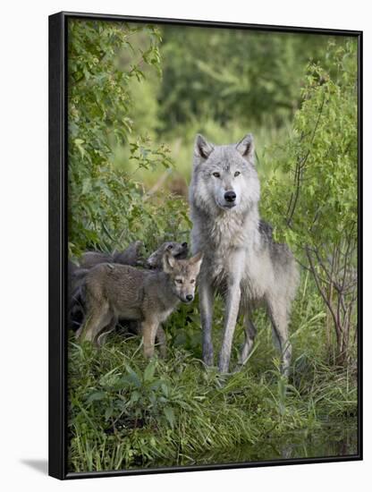 Gray Wolf Adult and Pups, in Captivity, Sandstone, Minnesota, USA-James Hager-Framed Photographic Print