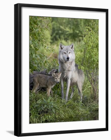 Gray Wolf Adult and Pups, in Captivity, Sandstone, Minnesota, USA-James Hager-Framed Photographic Print