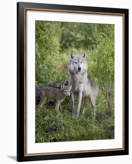 Gray Wolf Adult and Pups, in Captivity, Sandstone, Minnesota, USA-James Hager-Framed Photographic Print