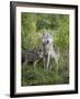 Gray Wolf Adult and Pups, in Captivity, Sandstone, Minnesota, USA-James Hager-Framed Photographic Print