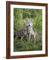 Gray Wolf Adult and Pups, in Captivity, Sandstone, Minnesota, USA-James Hager-Framed Photographic Print