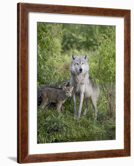 Gray Wolf Adult and Pups, in Captivity, Sandstone, Minnesota, USA-James Hager-Framed Photographic Print