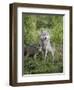 Gray Wolf Adult and Pups, in Captivity, Sandstone, Minnesota, USA-James Hager-Framed Photographic Print