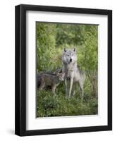 Gray Wolf Adult and Pups, in Captivity, Sandstone, Minnesota, USA-James Hager-Framed Photographic Print