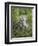 Gray Wolf Adult and Pups, in Captivity, Sandstone, Minnesota, USA-James Hager-Framed Photographic Print