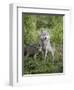 Gray Wolf Adult and Pups, in Captivity, Sandstone, Minnesota, USA-James Hager-Framed Photographic Print