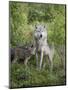 Gray Wolf Adult and Pups, in Captivity, Sandstone, Minnesota, USA-James Hager-Mounted Photographic Print