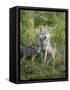 Gray Wolf Adult and Pups, in Captivity, Sandstone, Minnesota, USA-James Hager-Framed Stretched Canvas