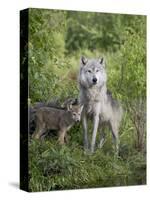 Gray Wolf Adult and Pups, in Captivity, Sandstone, Minnesota, USA-James Hager-Stretched Canvas