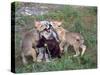 Gray Wolf and Pups-Lynn M^ Stone-Stretched Canvas