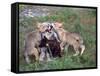 Gray Wolf and Pups-Lynn M^ Stone-Framed Stretched Canvas
