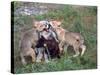Gray Wolf and Pups-Lynn M^ Stone-Stretched Canvas