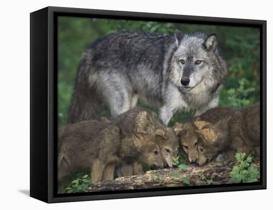 Gray Wolf and Pups-DLILLC-Framed Stretched Canvas