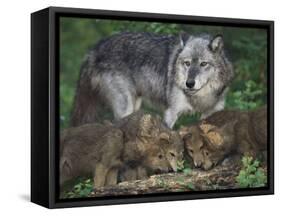 Gray Wolf and Pups-DLILLC-Framed Stretched Canvas