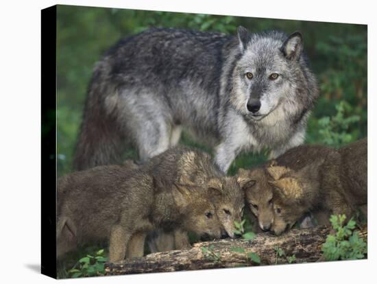 Gray Wolf and Pups-DLILLC-Stretched Canvas