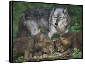 Gray Wolf and Pups-DLILLC-Framed Stretched Canvas