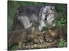 Gray Wolf and Pups-DLILLC-Stretched Canvas