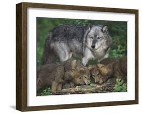 Gray Wolf and Pups-DLILLC-Framed Photographic Print