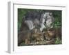 Gray Wolf and Pups-DLILLC-Framed Photographic Print