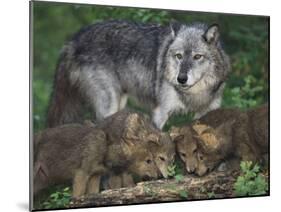 Gray Wolf and Pups-DLILLC-Mounted Photographic Print