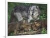 Gray Wolf and Pups-DLILLC-Framed Photographic Print