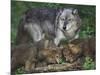 Gray Wolf and Pups-DLILLC-Mounted Photographic Print