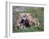 Gray Wolf and Pups-Lynn M^ Stone-Framed Photographic Print