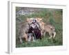 Gray Wolf and Pups-Lynn M^ Stone-Framed Photographic Print