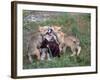 Gray Wolf and Pups-Lynn M^ Stone-Framed Photographic Print