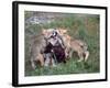 Gray Wolf and Pups-Lynn M^ Stone-Framed Photographic Print