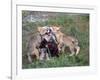 Gray Wolf and Pups-Lynn M^ Stone-Framed Photographic Print