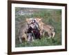 Gray Wolf and Pups-Lynn M^ Stone-Framed Photographic Print