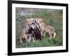 Gray Wolf and Pups-Lynn M^ Stone-Framed Photographic Print