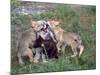 Gray Wolf and Pups-Lynn M^ Stone-Mounted Photographic Print
