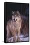 Gray Wolf behind Bush-DLILLC-Framed Stretched Canvas