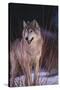 Gray Wolf behind Bush-DLILLC-Stretched Canvas