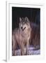 Gray Wolf behind Bush-DLILLC-Framed Premium Photographic Print