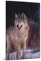 Gray Wolf behind Bush-DLILLC-Mounted Premium Photographic Print