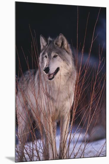 Gray Wolf behind Bush-DLILLC-Mounted Premium Photographic Print