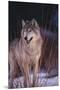 Gray Wolf behind Bush-DLILLC-Mounted Premium Photographic Print