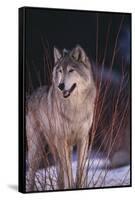 Gray Wolf behind Bush-DLILLC-Framed Stretched Canvas