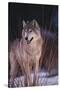 Gray Wolf behind Bush-DLILLC-Stretched Canvas