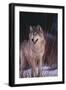 Gray Wolf behind Bush-DLILLC-Framed Photographic Print