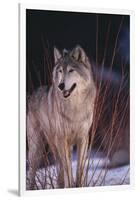 Gray Wolf behind Bush-DLILLC-Framed Photographic Print