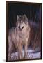 Gray Wolf behind Bush-DLILLC-Framed Photographic Print