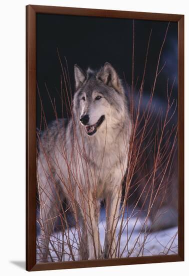 Gray Wolf behind Bush-DLILLC-Framed Photographic Print