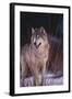 Gray Wolf behind Bush-DLILLC-Framed Photographic Print