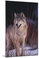 Gray Wolf behind Bush-DLILLC-Mounted Photographic Print